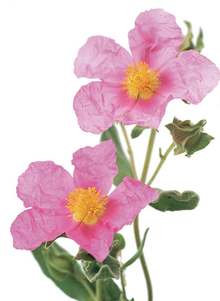 Cistus Pflanze
